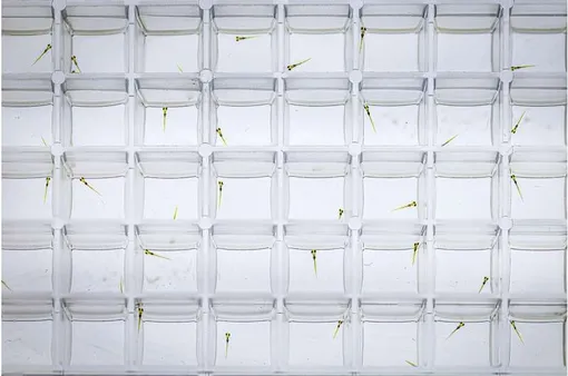 мальки, эмбрионы рыбы