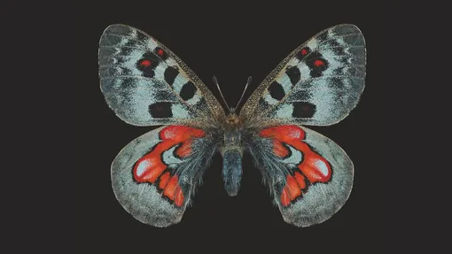 Редкий подвид бабочки аполлона (Parnassius apollo ab. Wiscotti). Бабочка такого облика впервые была описана Обертюром в 1888 году по самке, найденной на острове Готланд в Балтийском море. бабочка