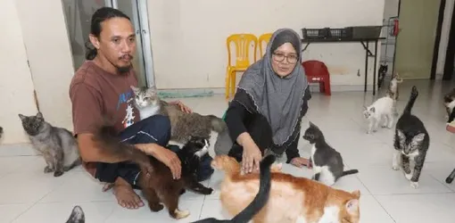 супруги, кошки, люди сидят на полу супруги, кошки, люди сидят на полу