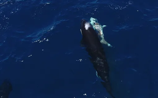 Косатка и акула с видимой раной Косатка и акула с видимой раной