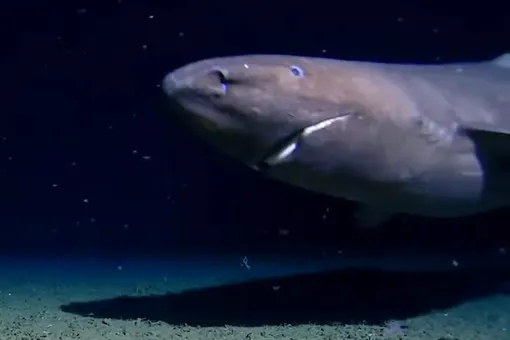 Ученые впервые сняли на видео акулу в ледяных водах Антарктики Ученые впервые сняли на видео акулу в ледяных водах Антарктики