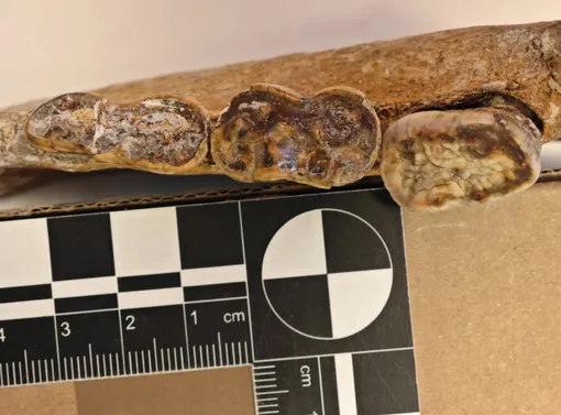 зубы медведей