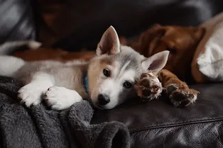 От волков до чихуахуа: как люди и собаки вместе создавали породы десять тысяч лет