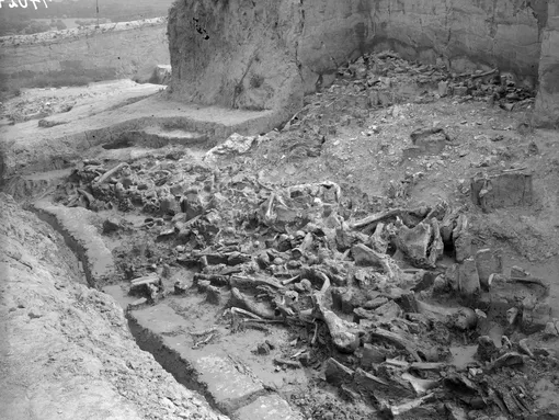 Кости мамонтов, найденные во время раскопок в 1966-68 годах