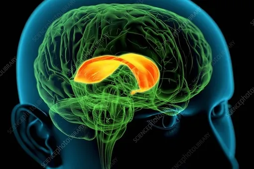 ИИ раскрыл генетическую тайну главного «моста» между полушариями мозга ИИ раскрыл генетическую тайну главного «моста» между полушариями мозга