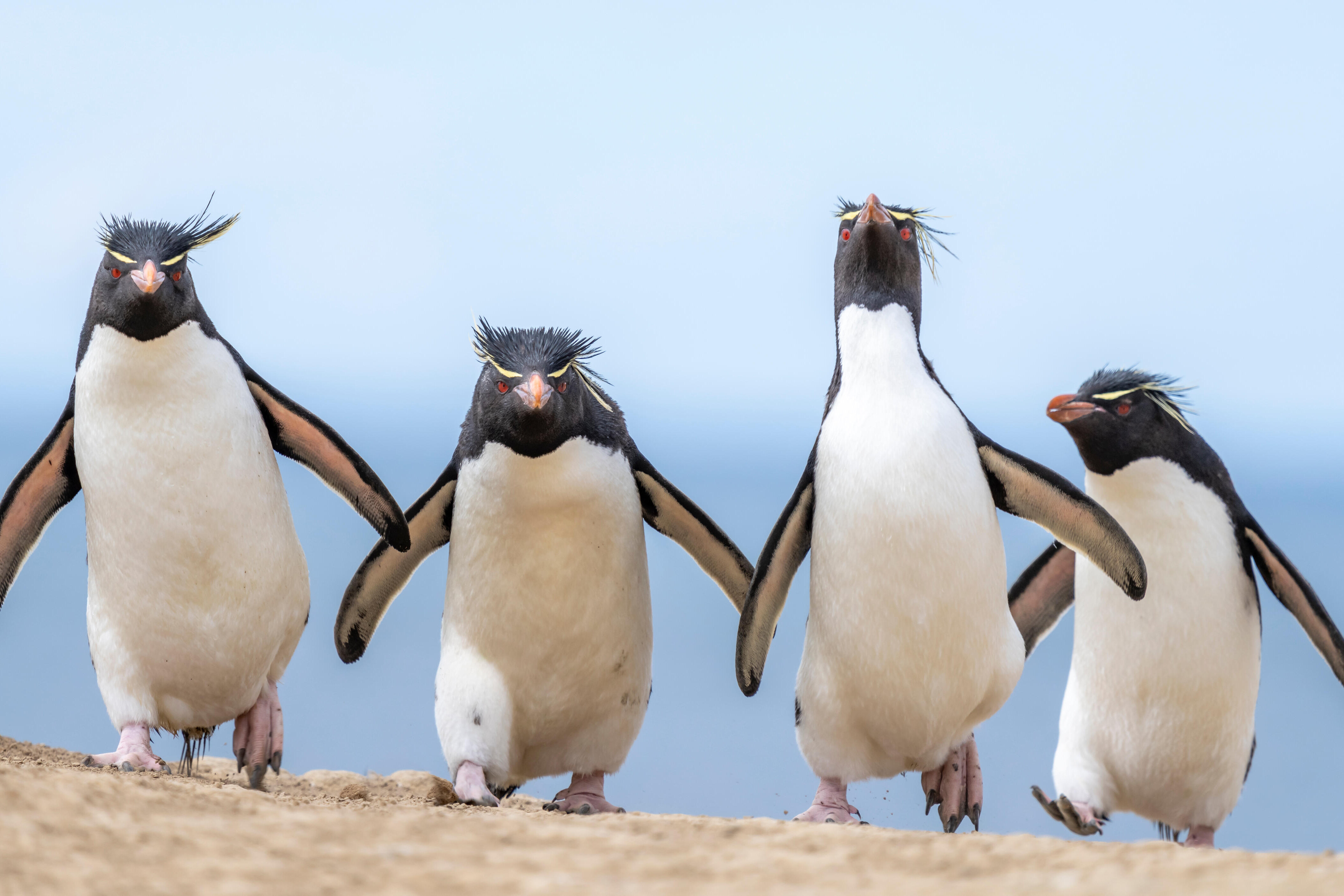 Посмотрите на победителей премии Comedy Wildlife Awards 2024: эти животные уморительны!