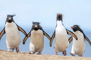Посмотрите на победителей премии Comedy Wildlife Awards 2024: эти животные уморительны! Посмотрите на победителей премии Comedy Wildlife Awards 2024: эти животные уморительны!