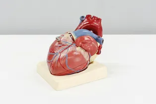 Сердце оказалось способно к восстановлению после инфаркта