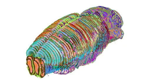 Трехмерное представление региона/субрегиона в карте мозга мыши, созданной CellTransformer. Для визуальной ясности и простоты создано меньшее количество регионов. Трехмерное представление региона/субрегиона в карте мозга мыши, созданной CellTransformer. Для визуальной ясности и простоты создано меньшее количество регионов.