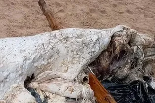 Странный труп «русалки»! В Папуа-Новой Гвинее поразились и жители, и эксперты