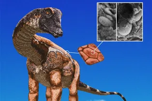 Ученые нашли следы пигментации у диплодока: что это говорит о внешнем виде динозавров Ученые нашли следы пигментации у диплодока: что это говорит о внешнем виде динозавров