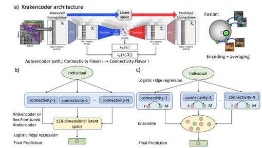 Обзор методов и наборов данных. Архитектура Krakencoder: каждый автокодер отображает тип связности в латентное пространство. Эти латентные пространства интегрированы в общее низкоразмерное пространство. Обзор методов и наборов данных. Архитектура Krakencoder: каждый автокодер отображает тип связности в латентное пространство. Эти латентные пространства интегрированы в общее низкоразмерное пространство.