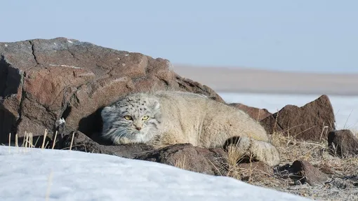 самый пушистый в мире кот — манул