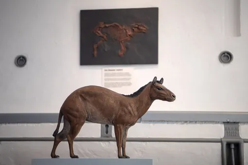 гиракотерий — предок лошади