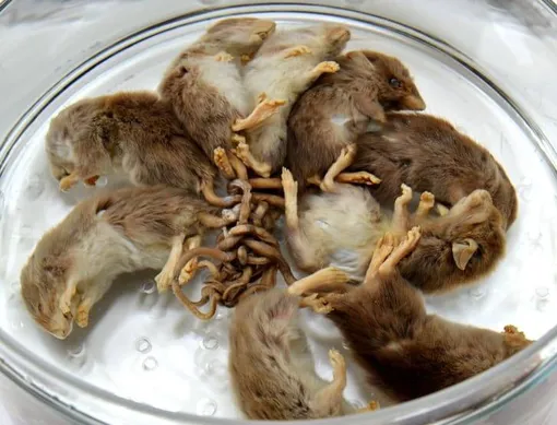 Образец, найденный в 1986 году, сейчас выставлен в Музее естественной истории в Нанте, Франция. /