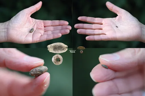 Древние бусы, имитирующие зерна растений