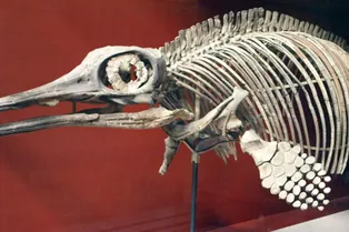 Римлянин собирал останки морского чудовища почти 1800 лет назад Римлянин собирал останки морского чудовища почти 1800 лет назад