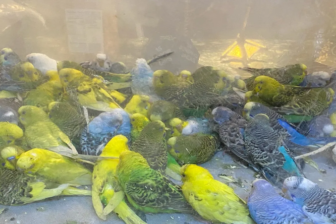Сын нашел в доме своего умершего отца более 800 живых попугаев! Он отвез их всех в приют