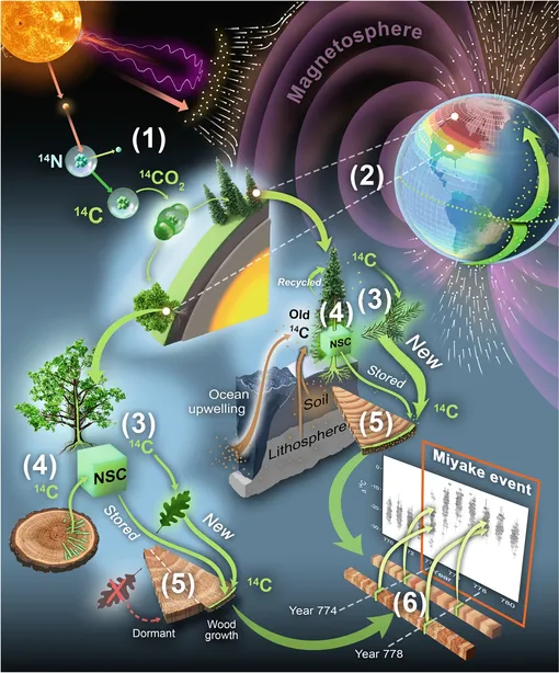 Путь изотопа 14C от космических лучей до целлюлозы. Зеленые стрелки обозначают более новые резервуары 14C, а коричневые стрелки — более старые резервуары. Размер стрелки отражает наилучшие оценки размера углеродного резервуара.