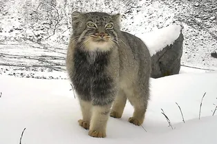 Редкого манула впервые сфотографировали в восточных Гималаях Редкого манула впервые сфотографировали в восточных Гималаях