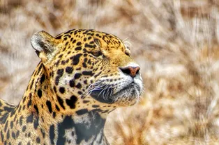 Ученые впервые засняли на видео, как мяукают ягуары!