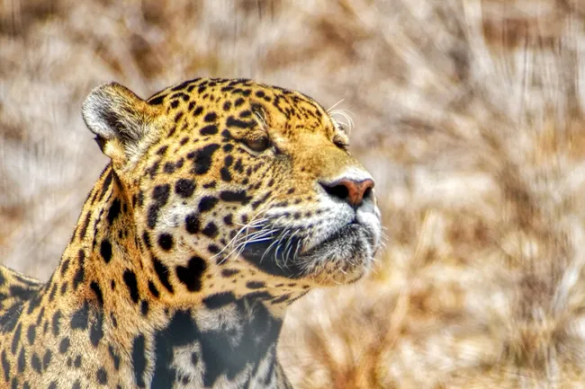 Ученые впервые засняли на видео, как мяукают ягуары!