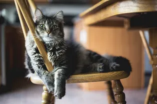 6 интересных и милых фактов о кошках, которые вы не знали 6 интересных и милых фактов о кошках, которые вы не знали