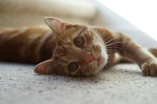 Рыжий котик