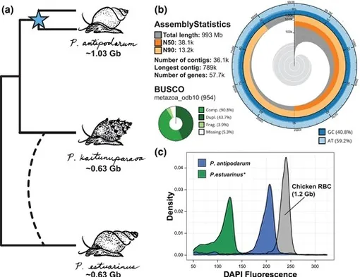 Сборка генома P. antipodarum Сборка генома P. antipodarum