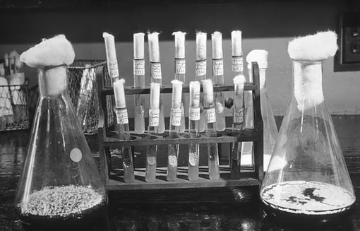 Лаборатория Зельмана Ваксмана Лаборатория Зельмана Ваксмана, колбы