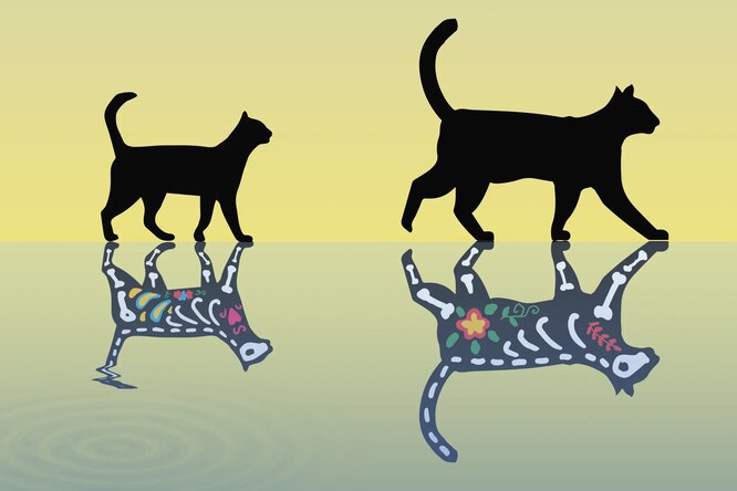 Как устроен самый тяжелый кот Шредингера в мире