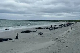 В Шотландии погибла стая из 77 дельфинов! Они выбросились на мель: эксперты в недоумении