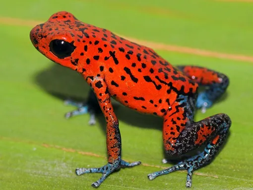 У маленьких древолазов (Oophaga pumilio) есть присоски на лапах, позволяющие им лучше держаться на поверхностях Самая ядовитая лягушка в мире