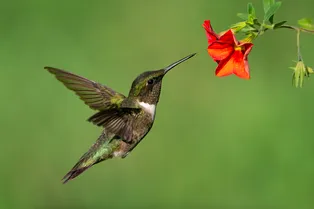 Почему колибри пьянеют от цветов — это очень странно Почему колибри пьянеют от цветов — это очень странно