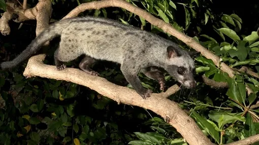 Азиатская пальмовая циветта (Paradoxurus hermaphroditus). Азиатская пальмовая циветта (Paradoxurus hermaphroditus).