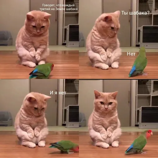 кот и попугай