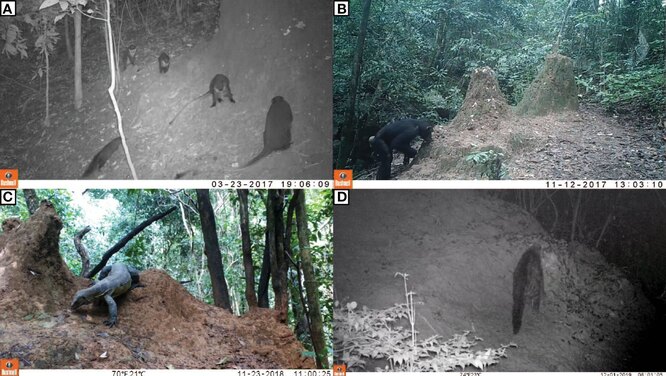 Шимпанзе на термитном кургане