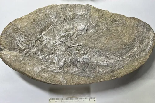 Палеонтологи нашли новый вид птерозавра в окаменевшей рвоте Палеонтологи нашли новый вид птерозавра в окаменевшей рвоте