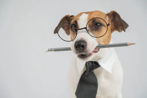 Собака в очках