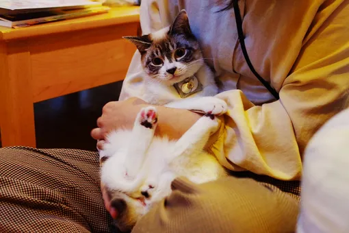 Кошка, на которой установлен Bluetooth-маяк. Кошка, на которой установлен Bluetooth-маяк.