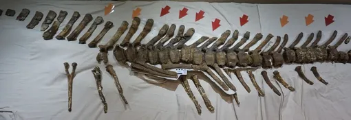 Травмированный хвост самки динозавра Травмированный хвост самки динозавра