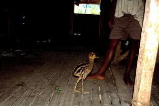 Доисторическое птицеводство: люди позднего плейстоцена могли выхаживать птенцов казуара Доисторическое птицеводство: люди позднего плейстоцена могли выхаживать птенцов казуара