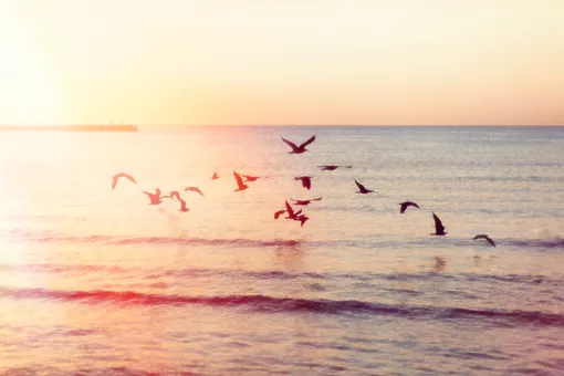 Вот бы так же... Улететь в закат... Перелетные птицы знают толк в отдыхе Перелетные птицы