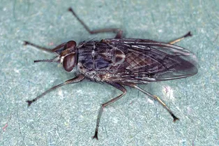 Не носите голубое! Мухам кажется, что голубые объекты — это еда