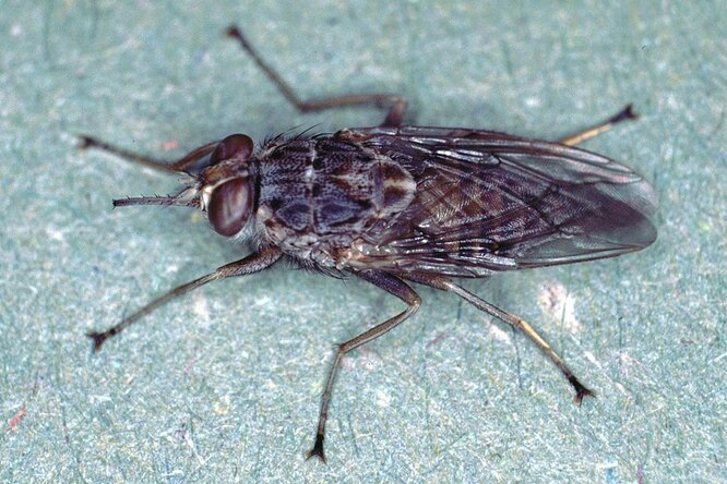 Не носите голубое! Мухам кажется, что голубые объекты — это еда