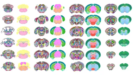 Примеры из 1 300 областей/субрегионов мозга мыши, созданных CellTransformer. Примеры из 1 300 областей/субрегионов мозга мыши, созданных CellTransformer.