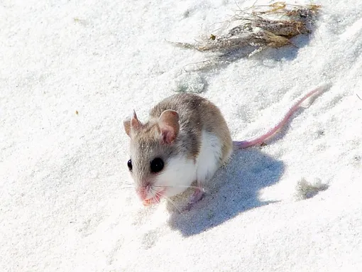 Peromyscus polionotus, мышь, живущая на открытых пространствах Peromyscus polionotus, мышь, живущая на открытых пространствах