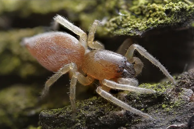 Пауки против мороза: они вырабатывают собственный антифриз и сохраняют активность зимой