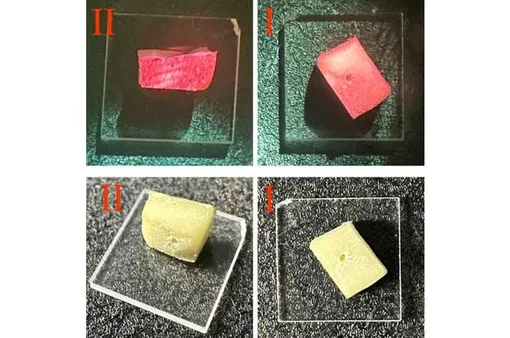 Снизу: образец в дневном свете. Сверху: он же в стадии излучения. случайный лазер из биоматериалов