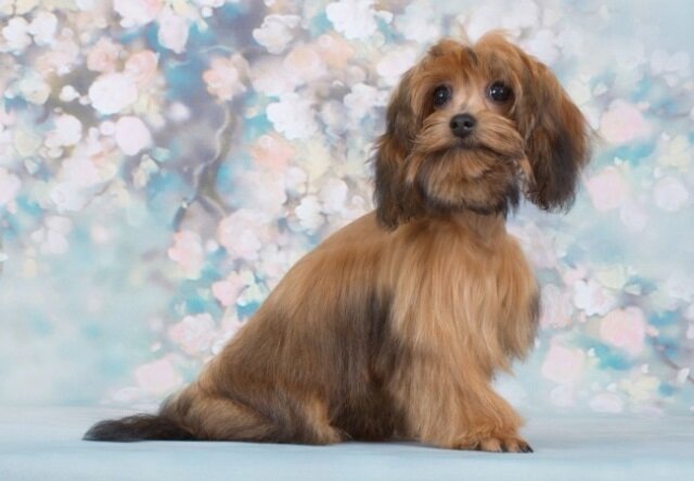 Порода петербургская орхидея. Петербургская орхидея короткошерстная. Собаки орхидея спб. Петербургская орхидея (невская орхидея). Петербургская невская орхидея собака.